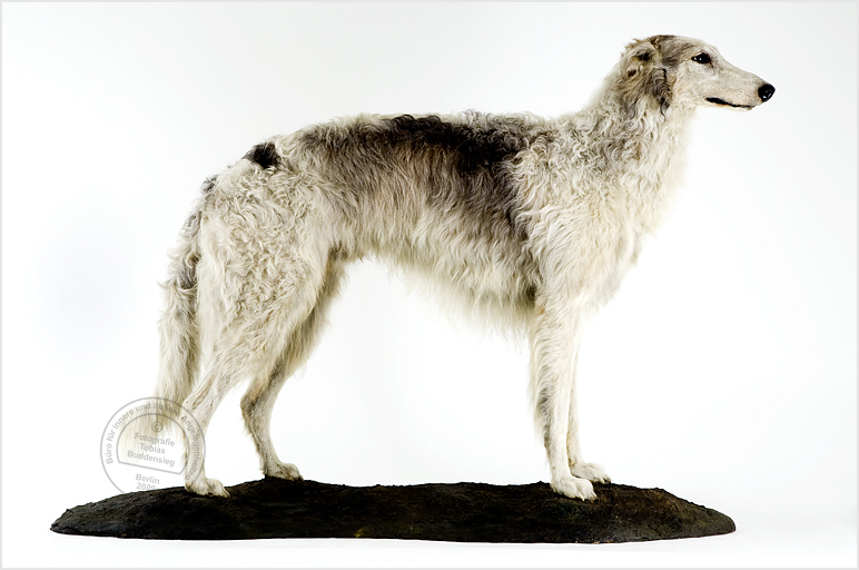 Windhund, Präparat, Museum fr Naturkunde