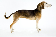 jagdhund_1971.jpg