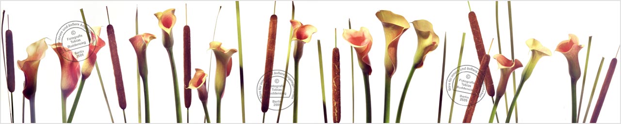 callas mit schilf