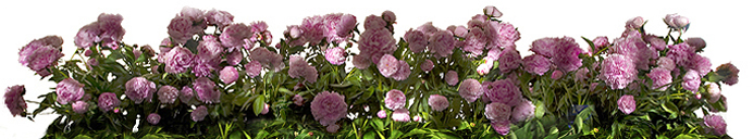 pfingstrosen_0051_12.jpg